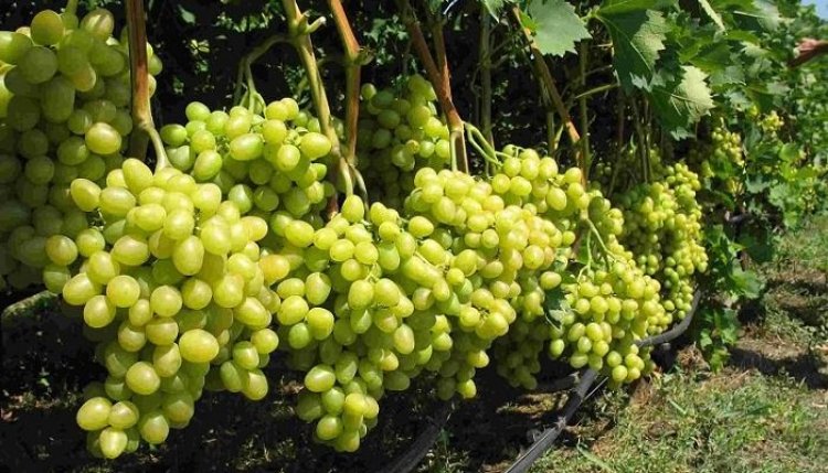 Кубань закроет потребность в саженцах винограда для российских производителей