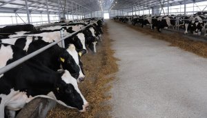 Животноводческие фермы Кубани получат солидные гранты