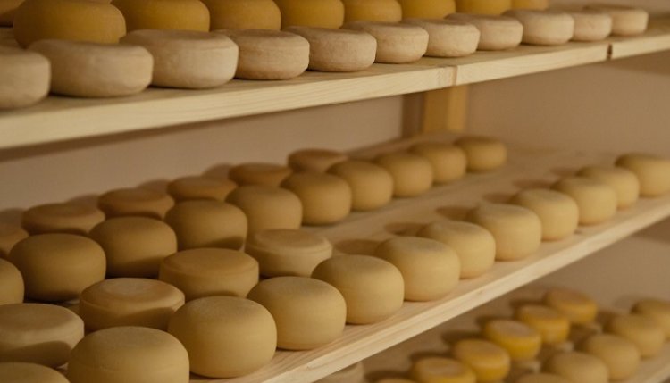 Производство сыра