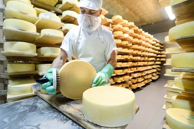 Фермер Олег Сирота предлагает сделать Истру сырной столицей РФ