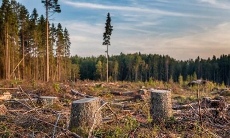 Общественники провели инспекцию застроенного лесного участка в Красногорском районе Подмосковья