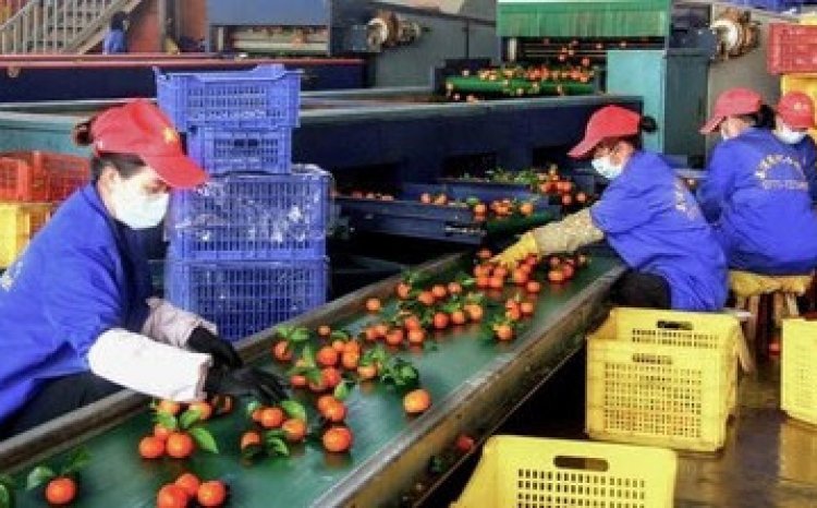 В Липу улучают качество сахарных апельсинов за счет модернизации производства