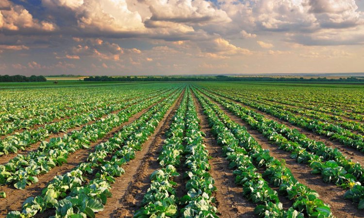 ОНФ «Народный фермер» планирует решить вопрос с сертификацией продукции для самозанятых в сельском хозяйстве