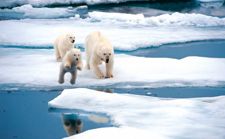 Эксперты обсудили экологическую повестку председательства России в Арктическом совете