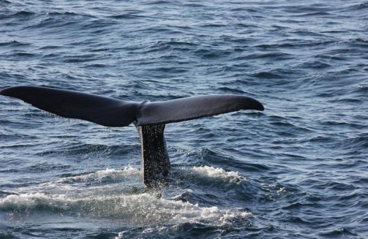 Следом за Норвегией Япония заявила о расширении китобойного промысла