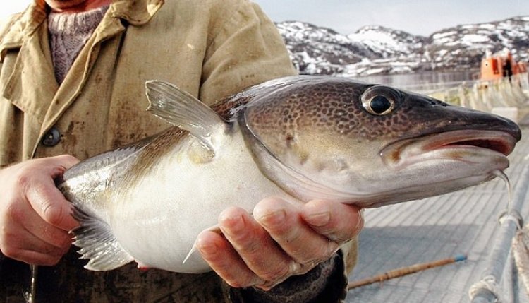 Рыбный бизнес по новым правилам